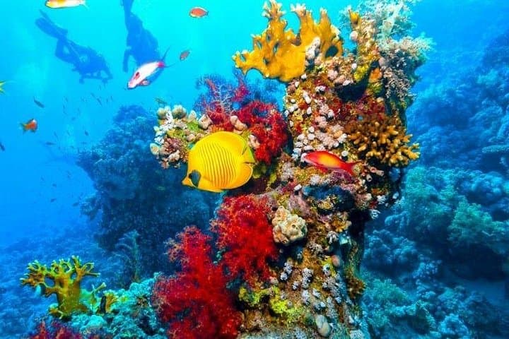 Ras Mohammed Diving Day Trip from Sharm el-Sheikh — Coral Walls & Snorkel Stops
