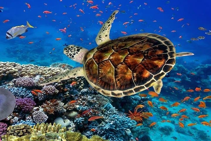 Ras Mohammed Diving Day Trip from Sharm el-Sheikh — Coral Walls & Snorkel Stops photo 5