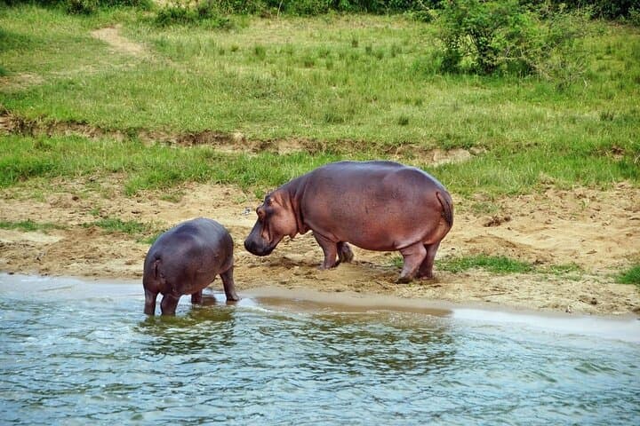 3-Day Private Safari to Queen Elizabeth National Park, Uganda — Kazinga Channel Boat Cruise & Game Drives