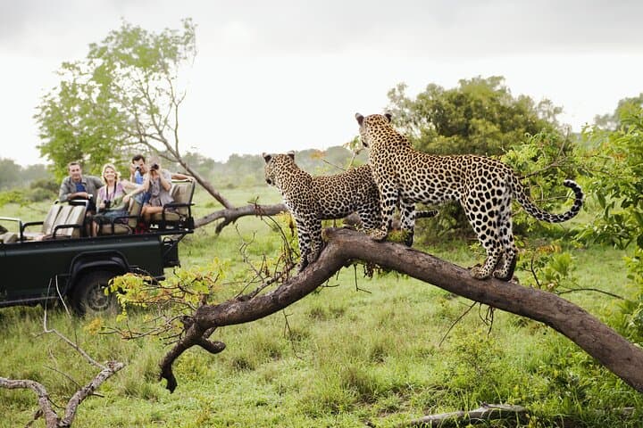 7-Day Big Five, Chimpanzee & Gorilla Tracking Safari in Uganda photo 2