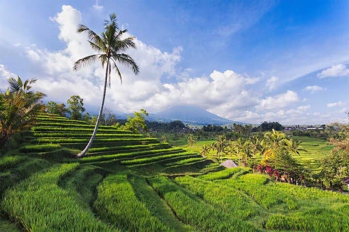 Private Bali Tour: Bird Park, Tegenungan Waterfall & Antonio Blanco Museum photo 3