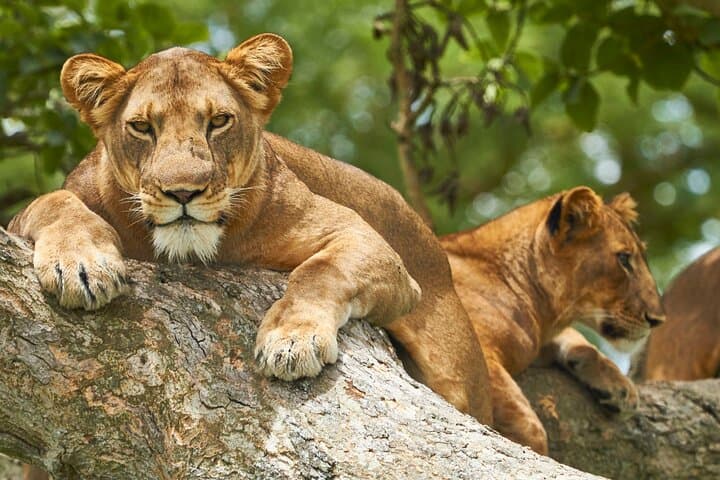 7-Day Big Five, Chimpanzee & Gorilla Tracking Safari in Uganda