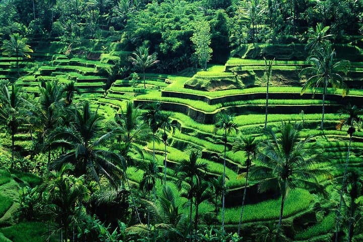 Ubud Culture & Shopping Spree: Tegalalang Rice Terraces, Monkey Forest & Coffee Trails