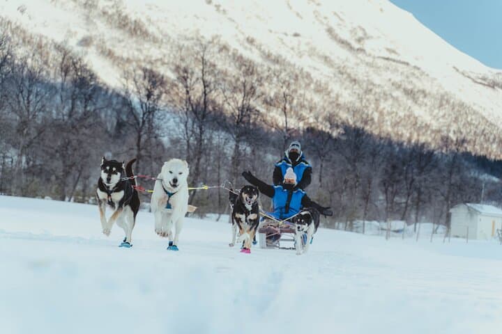 Midday Dog Sledding from Tromsø: Easy Husky Run with Lyngen Alps Views photo 5