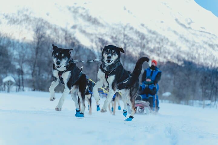 Midday Dog Sledding from Tromsø: Easy Husky Run with Lyngen Alps Views photo 6