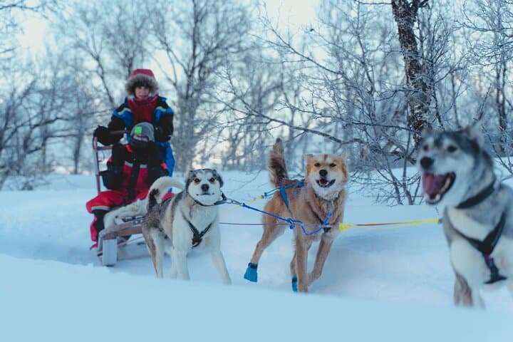Midday Dog Sledding from Tromsø: Easy Husky Run with Lyngen Alps Views