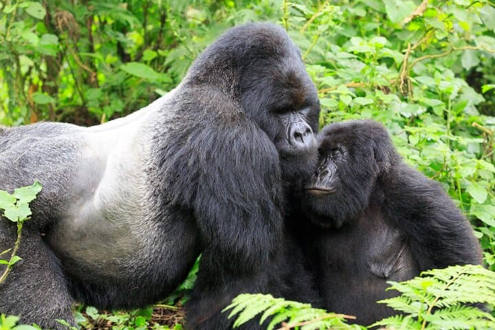 3-Day Bwindi Gorilla Trekking Tour — Rushaga Mountain Gorilla Encounter