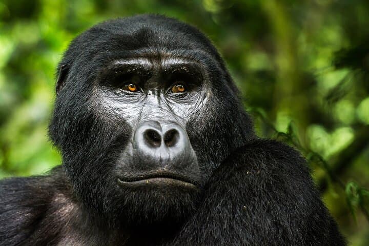 3-Day Bwindi Gorilla Trekking Tour — Rushaga Mountain Gorilla Encounter photo 2