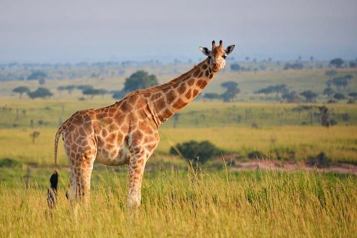 Murchison Falls 2-Day Private Safari: Boat Cruise, Game Drives & Falls Viewing