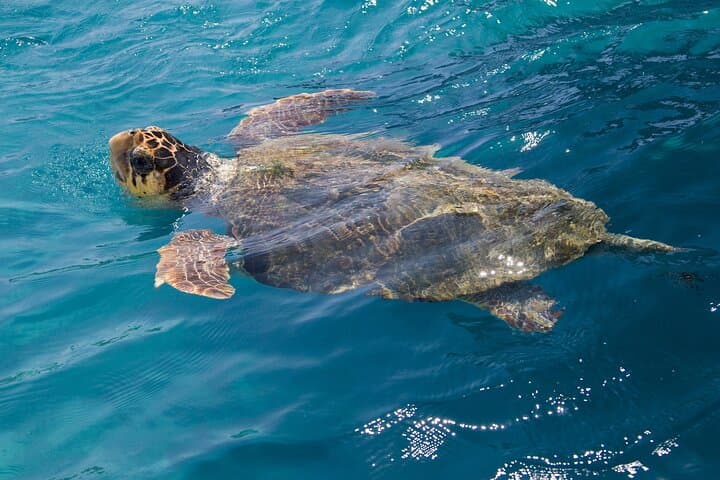 Zakynthos Caretta-Caretta Turtle Boat Trip: Marathonisi, Keri Caves & Cameo Islet