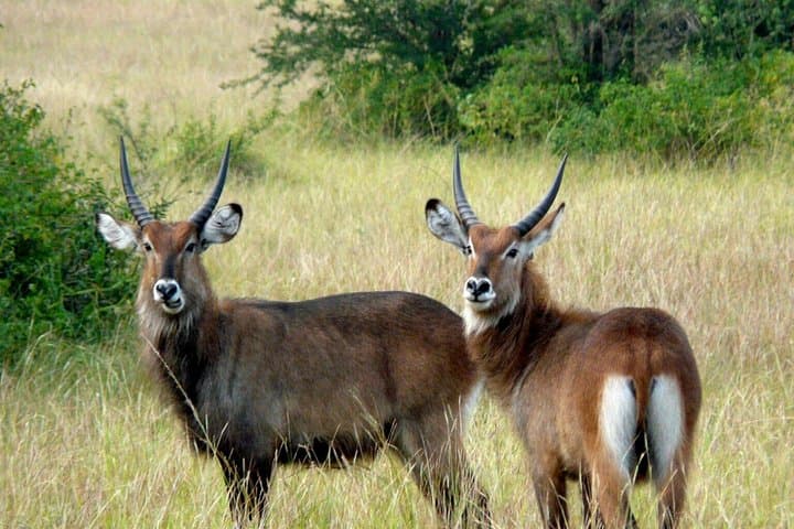 Murchison Falls 2-Day Private Safari: Boat Cruise, Game Drives & Falls Viewing photo 2