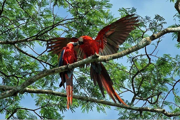 Tambopata Macaw Clay Lick 2-Day Tour — Chuncho Lodge Wildlife Experience photo 3