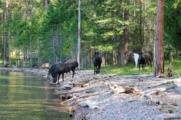 Sunset Wild Horse Island Private Boat Tour on Flathead Lake