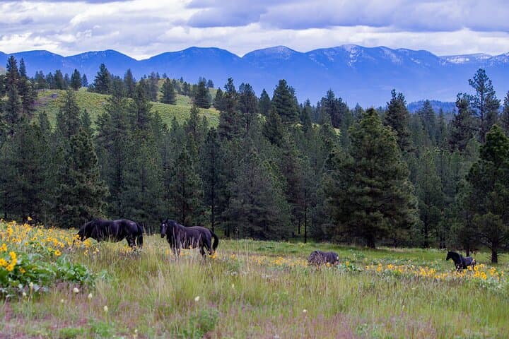 Sunset Wild Horse Island Private Boat Tour on Flathead Lake photo 5