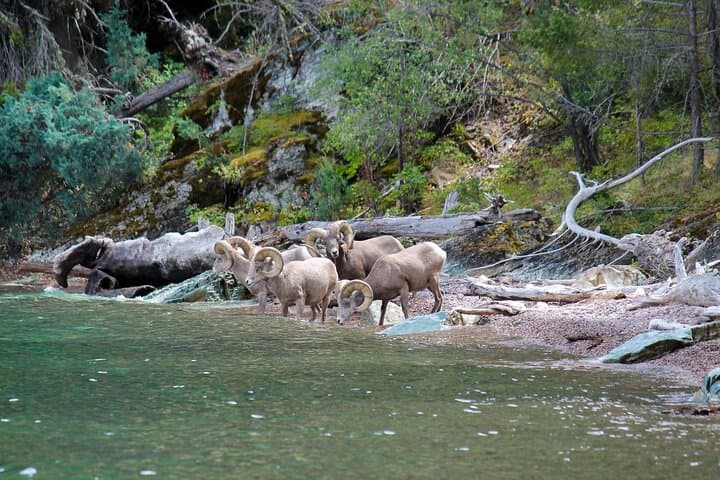 Sunset Wild Horse Island Private Boat Tour on Flathead Lake photo 6