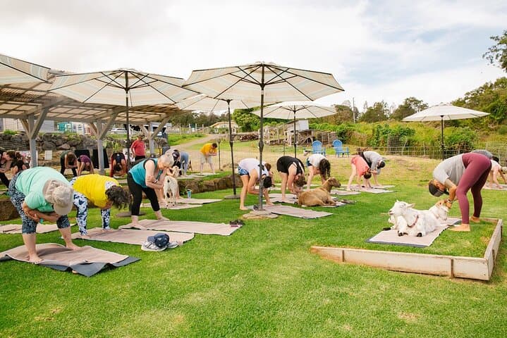 Goat Yoga on Haleakala Slopes: Sunrise Sessions with Miniature Goats in Kula, Maui photo 3