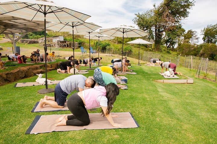 Goat Yoga on Haleakala Slopes: Sunrise Sessions with Miniature Goats in Kula, Maui photo 5
