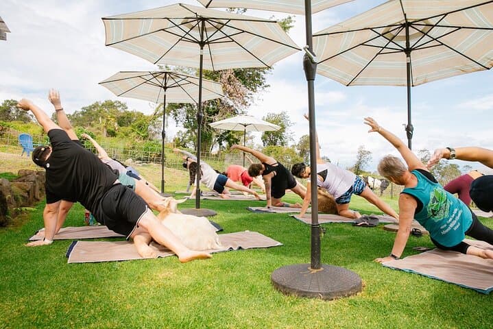Goat Yoga on Haleakala Slopes: Sunrise Sessions with Miniature Goats in Kula, Maui photo 4