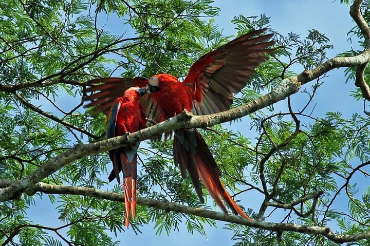 Tambopata Rainforest: 3-Day Macaw Clay Lick & Canopy Tower Experience photo 2