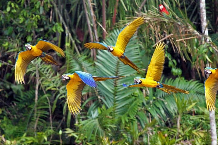 Tambopata Rainforest: 3-Day Macaw Clay Lick & Canopy Tower Experience