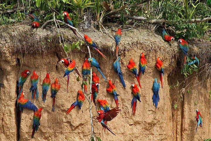 Tambopata Amazon: 4-Day Macaw Clay Lick & Sandoval Lake Wildlife Tour photo 1