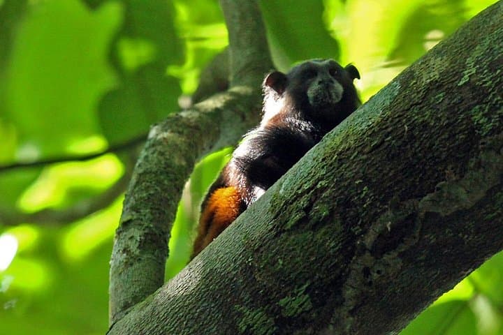 Tambopata Amazon: 4-Day Macaw Clay Lick & Sandoval Lake Wildlife Tour photo 4