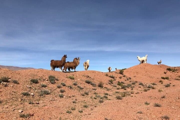 Tren a las Nubes: Full-Day Train to the Clouds Experience from Salta photo 5