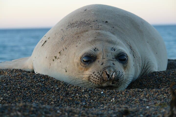 Peninsula de Valdes Wildlife Day Trip from Puerto Madryn