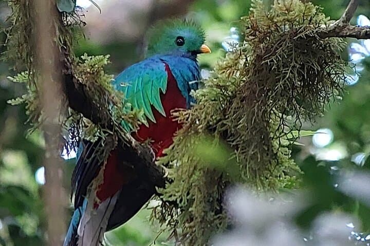 Monteverde Cloud Forest Tour: Guided Wildlife Walk to See Quetzals photo 6