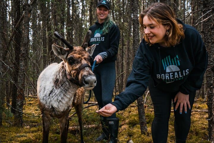 Walking with Reindeer in Fairbanks: Boreal Forest Reindeer Experience