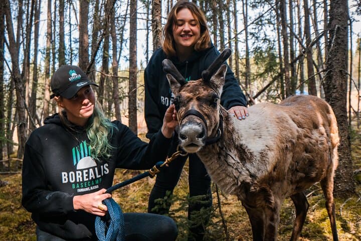 Walking with Reindeer in Fairbanks: Boreal Forest Reindeer Experience photo 5