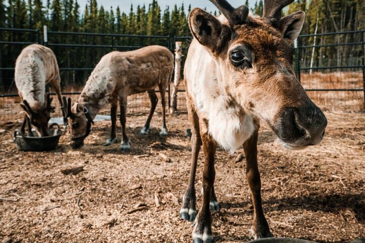 Walking with Reindeer in Fairbanks: Boreal Forest Reindeer Experience photo 2