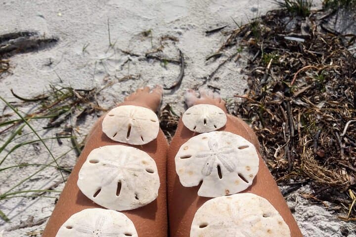 Shelling Cruise to Shell Key Preserve: 3-Hour Johns Pass Adventure