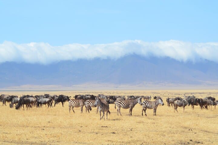 Grumeti River Safari: 8-Day Luxury Migration Experience in Tanzania (May–July) photo 3