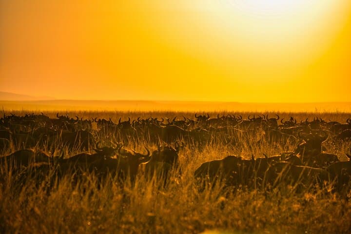 Grumeti River Safari: 8-Day Luxury Migration Experience in Tanzania (May–July) photo 4