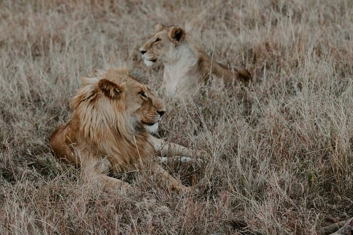 Grumeti River Safari: 8-Day Luxury Migration Experience in Tanzania (May–July) photo 5