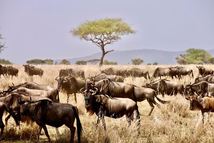 Grumeti River Safari: 8-Day Luxury Migration Experience in Tanzania (May–July) photo 6