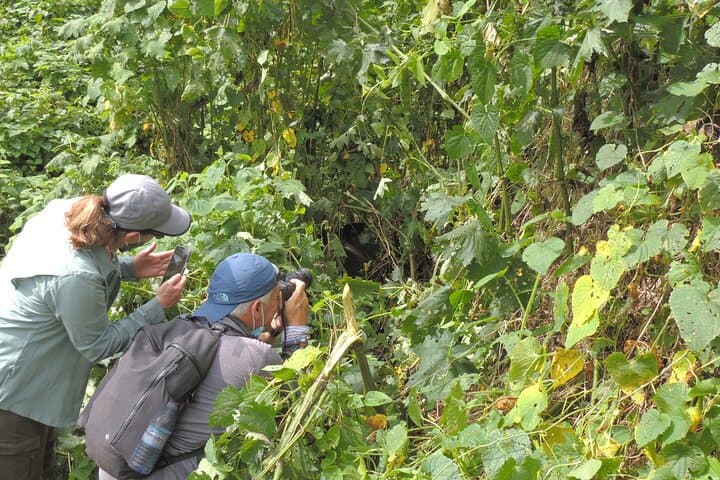 8-Day Uganda Primate & Savannah Safari — Gorillas, Chimps, Tree-Climbing Lions & Kazinga Cruise