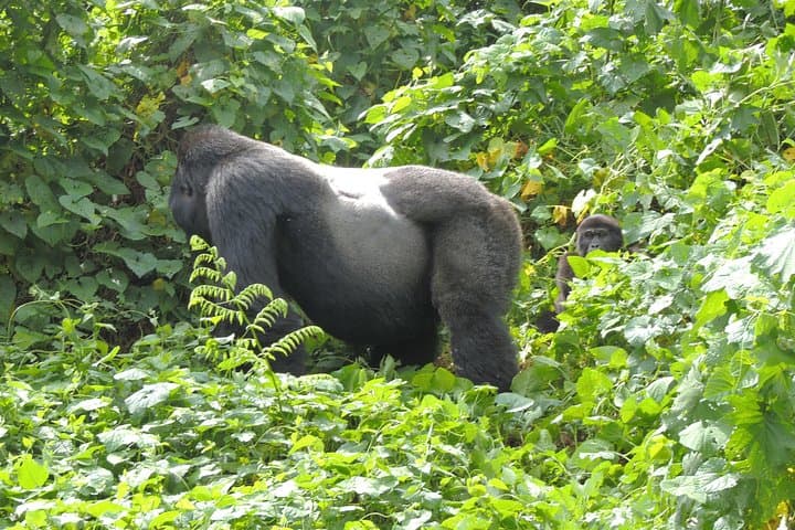 8-Day Uganda Primate & Savannah Safari — Gorillas, Chimps, Tree-Climbing Lions & Kazinga Cruise photo 2