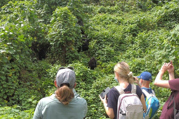 8-Day Uganda Primate & Savannah Safari — Gorillas, Chimps, Tree-Climbing Lions & Kazinga Cruise photo 3