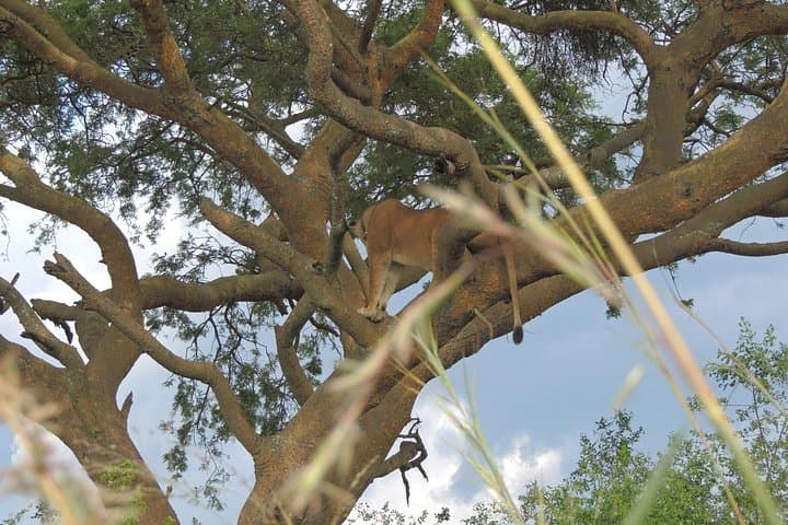 8-Day Uganda Primate & Savannah Safari — Gorillas, Chimps, Tree-Climbing Lions & Kazinga Cruise photo 4