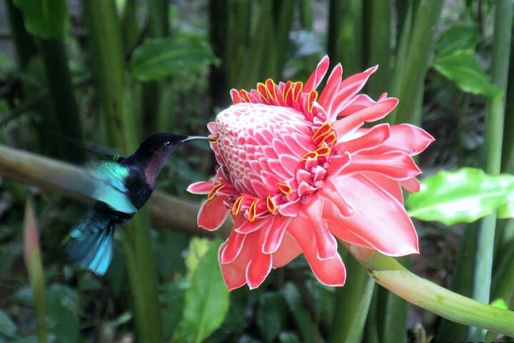 Fond Doux Private Walking Tour: Taste Tropical Fruits & Birdsong in Soufrière