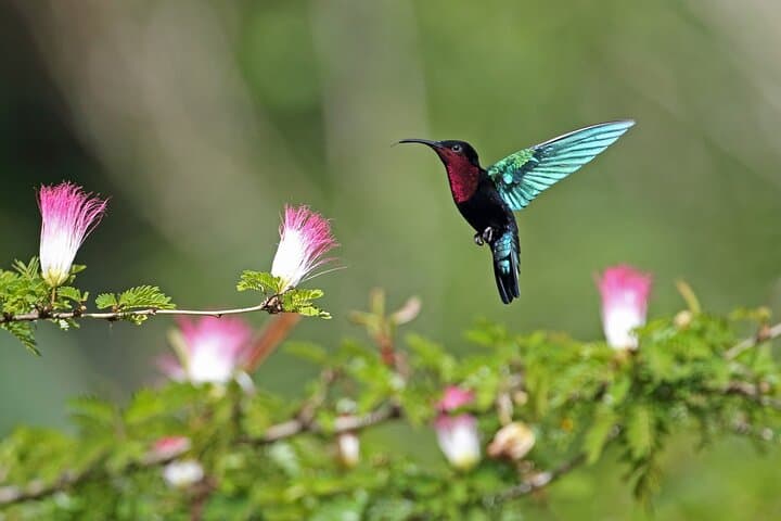 Fond Doux Private Walking Tour: Taste Tropical Fruits & Birdsong in Soufrière photo 4