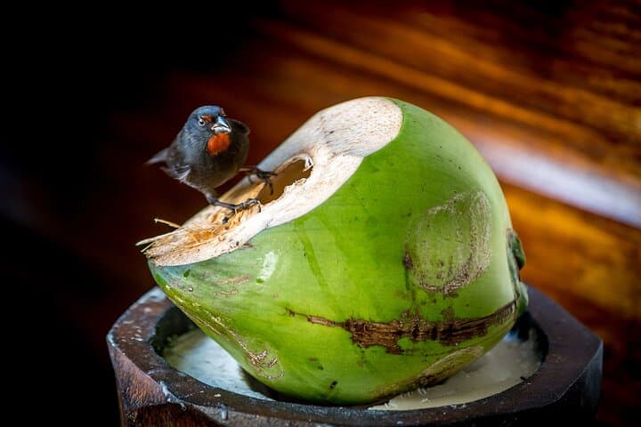 Fond Doux Private Walking Tour: Taste Tropical Fruits & Birdsong in Soufrière photo 5