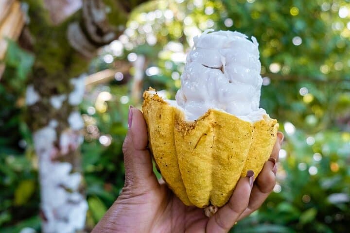 Fond Doux Private Walking Tour: Taste Tropical Fruits & Birdsong in Soufrière photo 6