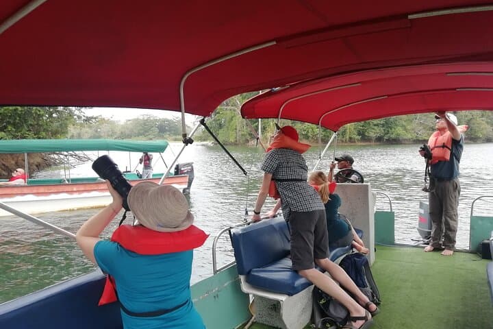 Achiote Road Birding from Colón Port — Full-Day Birdwatching Tour photo 4