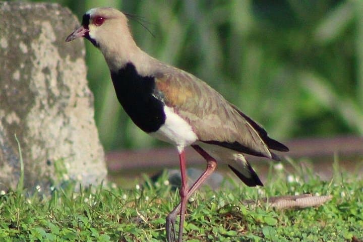 Birding Metropolitan Natural Park: Guided Birdwatching Near Panama City photo 5