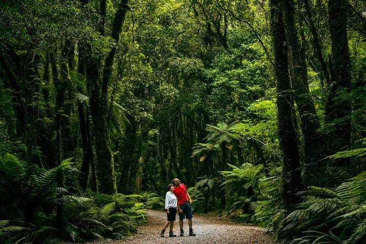 Fox Glacier Nature Tour: Rainforest Walk to Fox Neve & Mt Tasman Views photo 3