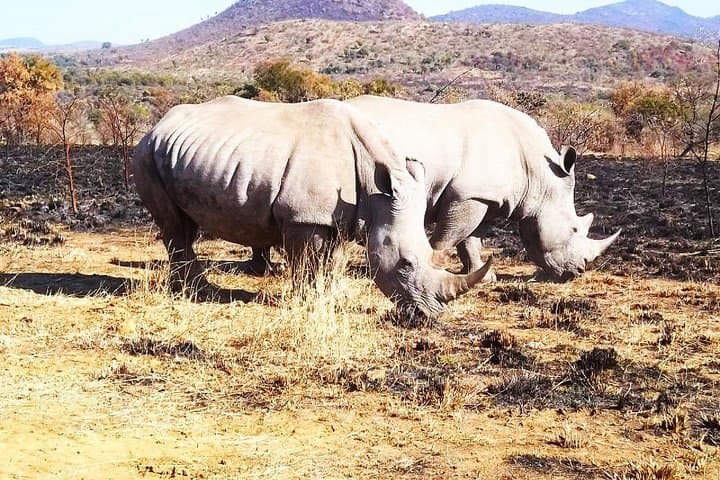 2-Day Pilanesberg Camping Safari — Big Five Game Drives from Johannesburg photo 2