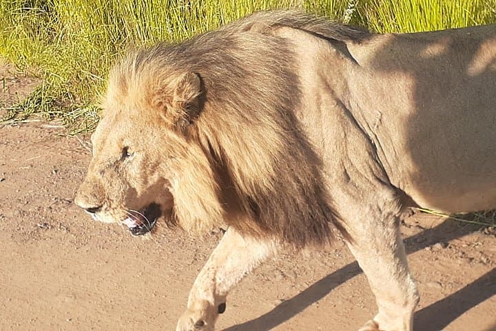 2-Day Pilanesberg Camping Safari — Big Five Game Drives from Johannesburg photo 4